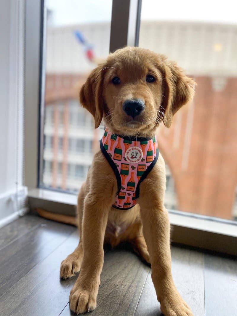 Champagne Reversible Harness