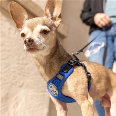 Scout LoPro Harness