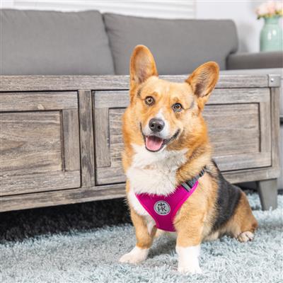 Scout LoPro Harness
