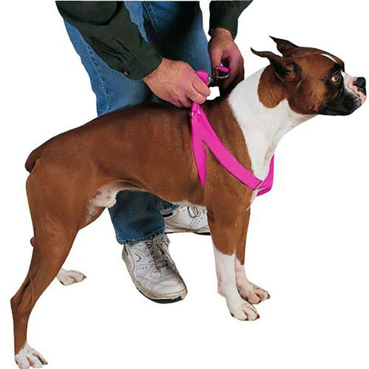 Casual Canine Harness