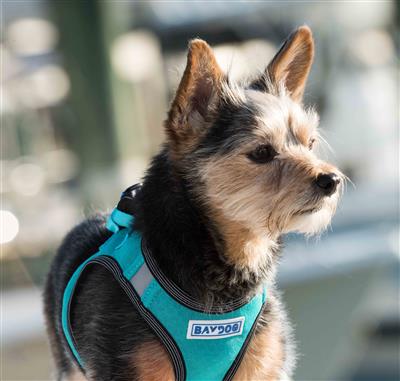 Bay Dog Harness